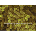 BS-GA27 Bacillus Licheniformis